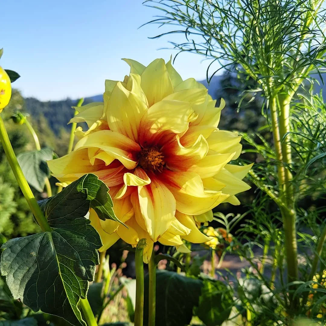 Growing Dahlias in Santa Cruz County | Complete Guide